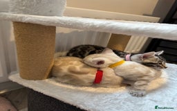 Bengal cats for sale: TICA reg Bengal Kittens - 2 male Snow Spotted  - Image 3