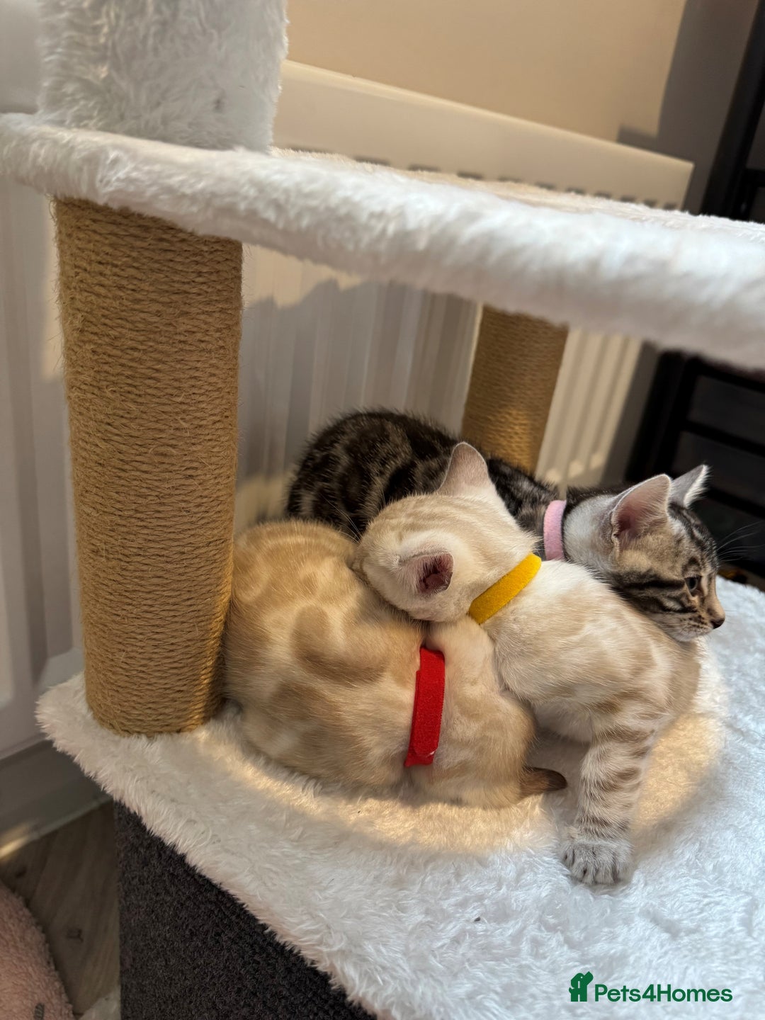 Bengal cats for sale: TICA reg Bengal Kittens - 2 male Snow Spotted  - Image 3