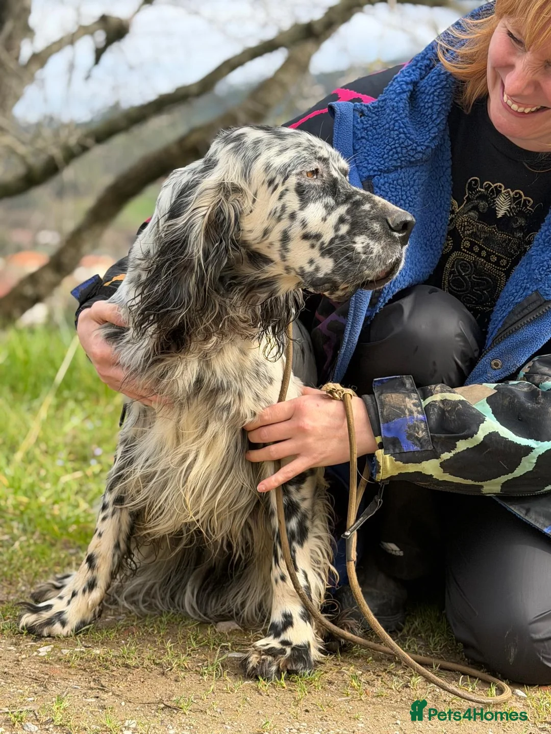 English Setter dogs for adoption: Bruno - Advert 8
