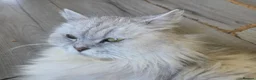 British Longhair cats for sale: Beautiful British long haired kittens - Advert 3