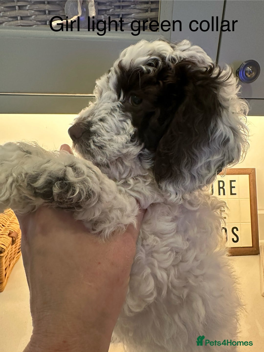 Cockapoo dogs for sale: Cockapoo puppies. Fully DNA tested.  - Image 28