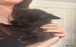 Mixed Breed cats for sale: 4 black fluff balls  - Image 11