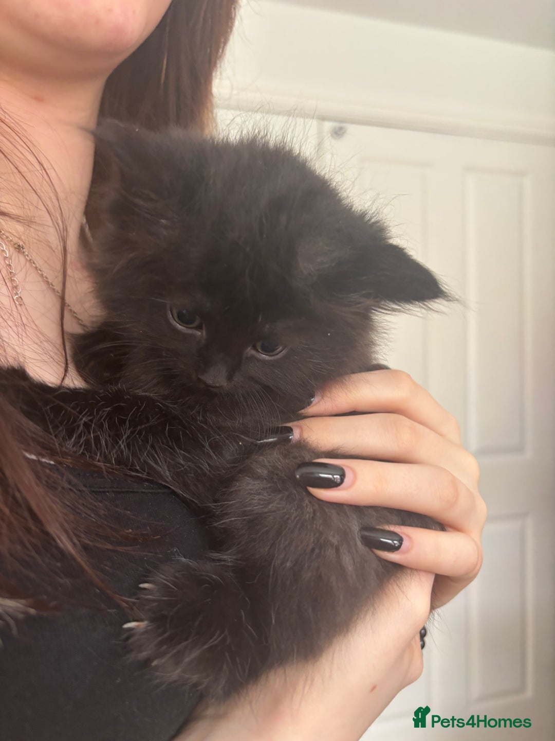 Mixed Breed cats for sale: 4 black fluff balls  - Image 11