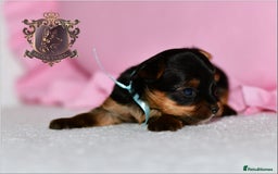 Yorkshire Terrier dogs for sale: KC REGISTERED DNA TESTED PARENTS MINIATURE YORKIES - Image 7