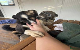 Mixed Breed dogs for adoption: Meet Monica, currently residing in Cheshire  - Image 9