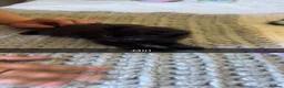 Mixed Breed cats for sale: Beautiful kittens  - Advert 5