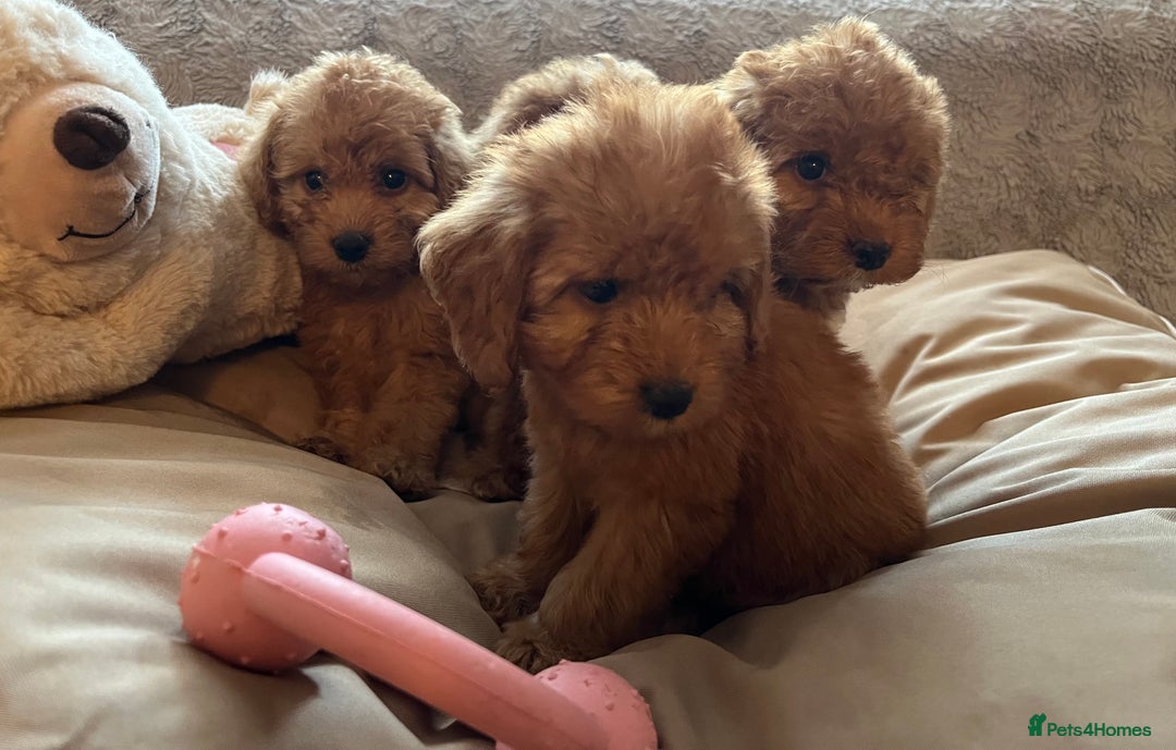 Cockapoo dogs for sale: F1 cockapoo puppies- Health test clear  - Image 9