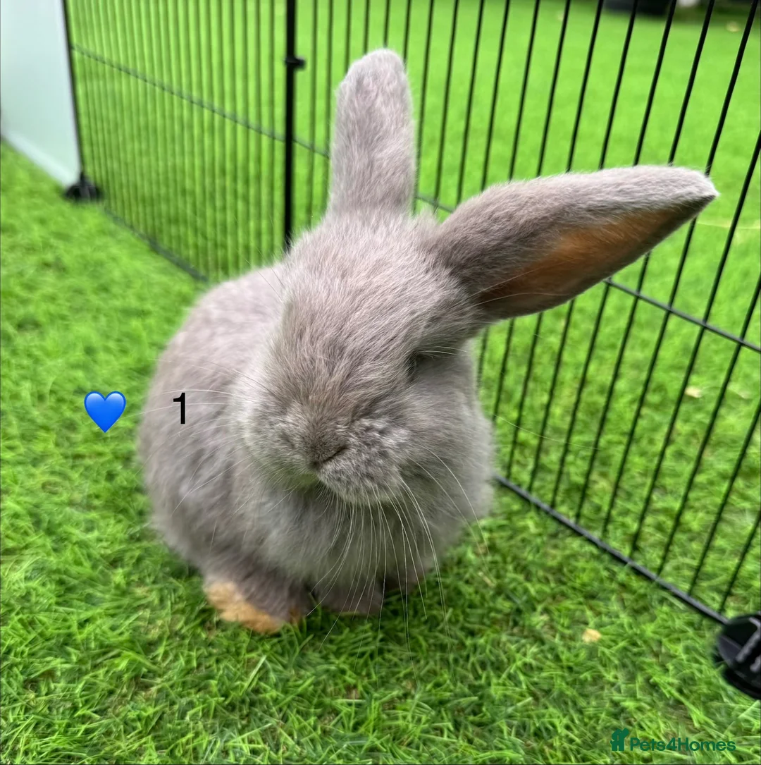 French Lop rabbits for sale: Pure French lops - Advert 2