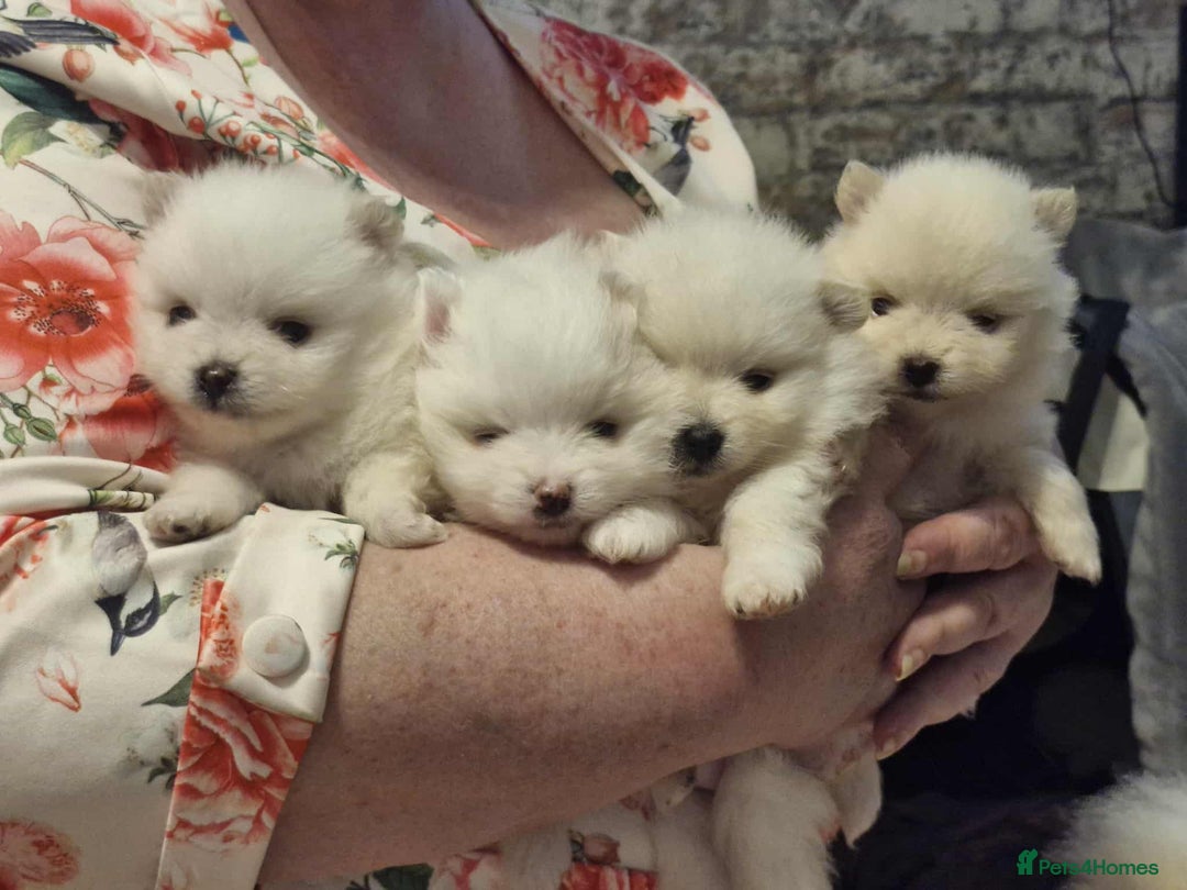 Pomeranian dogs for sale: white pom puppies - Image 3