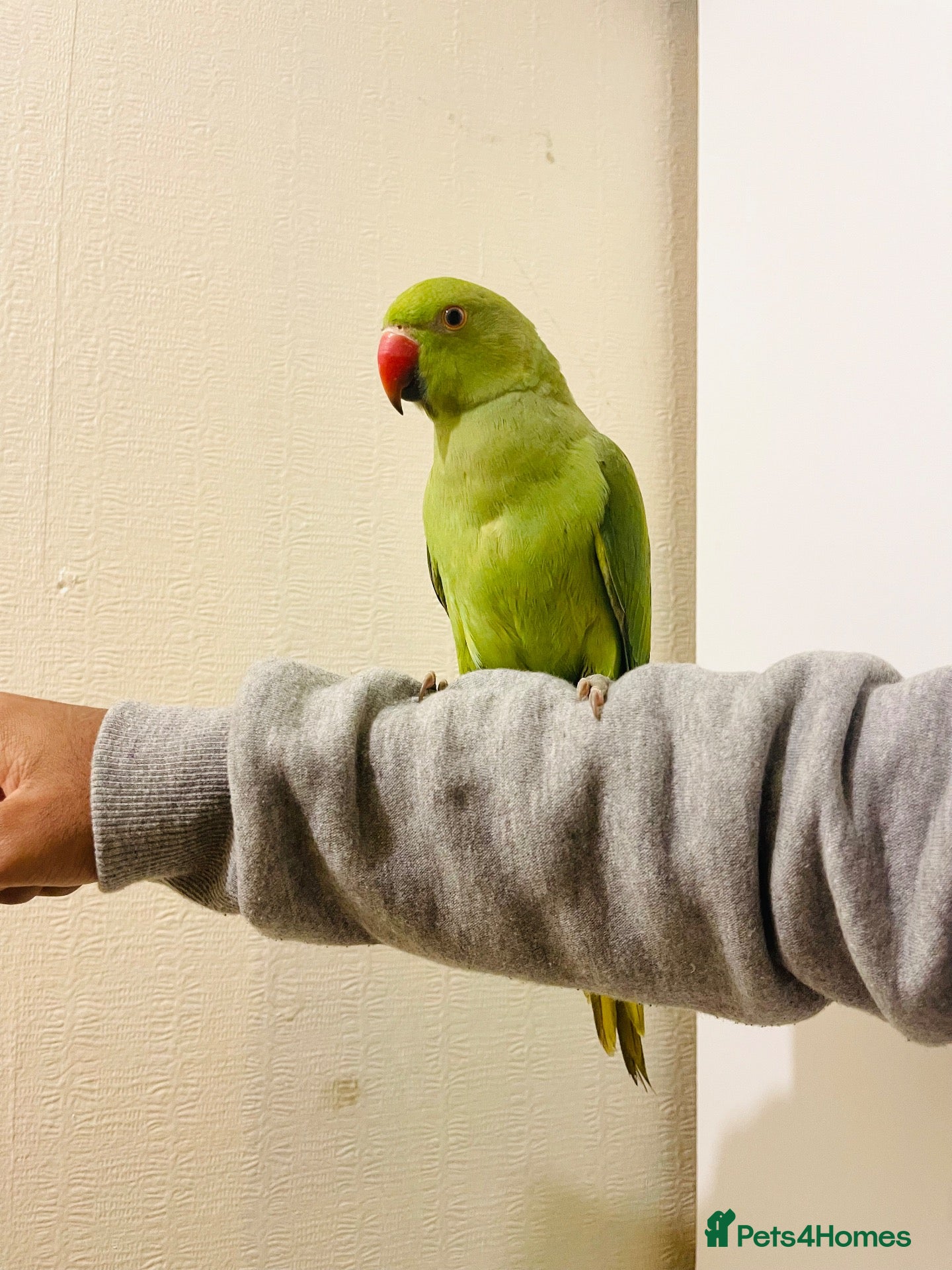 Ringnecks birds Stunning Fully Hand Tamed Blue Ringneck for Sale - Advert 2