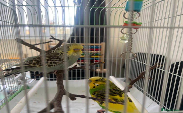 Budgerigars birds - Advert 2