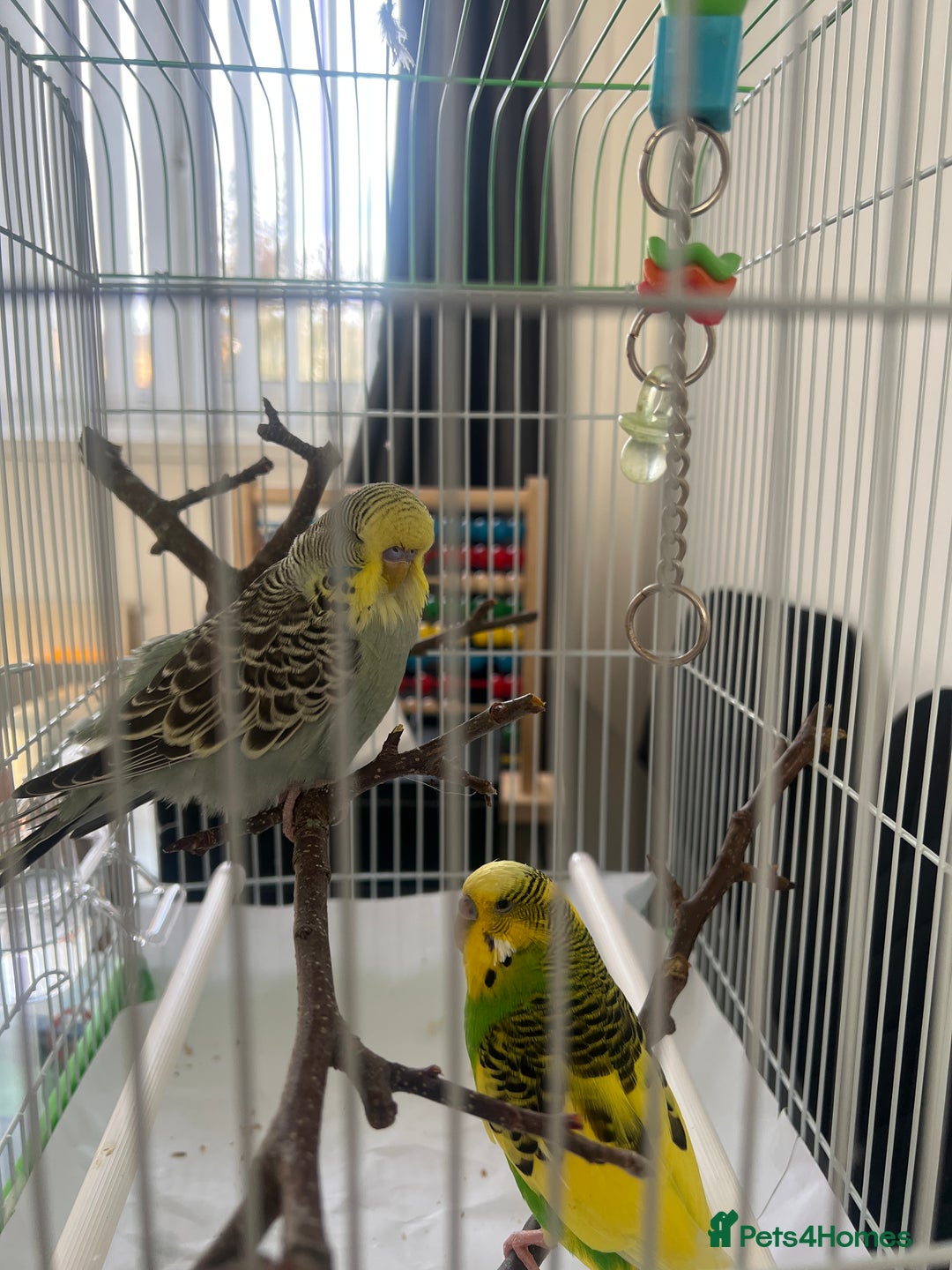 Budgerigars birds for sale: pair of budgies and a cage - Image 1