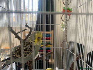Budgerigars birds - Advert 13