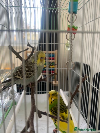 Budgerigars birds - Advert 11