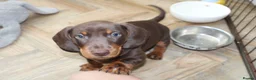 Miniature Dachshund dogs for sale: Miniature dachshund boy - Advert 10