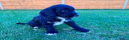 Cockapoo dogs for sale: Cockapoo Babies 🐾🐾🐾 - Advert 8