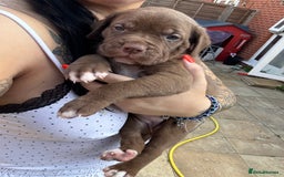 Mixed Breed dogs for sale: Beautiful American bulldog x cane corso puppies - Image 7