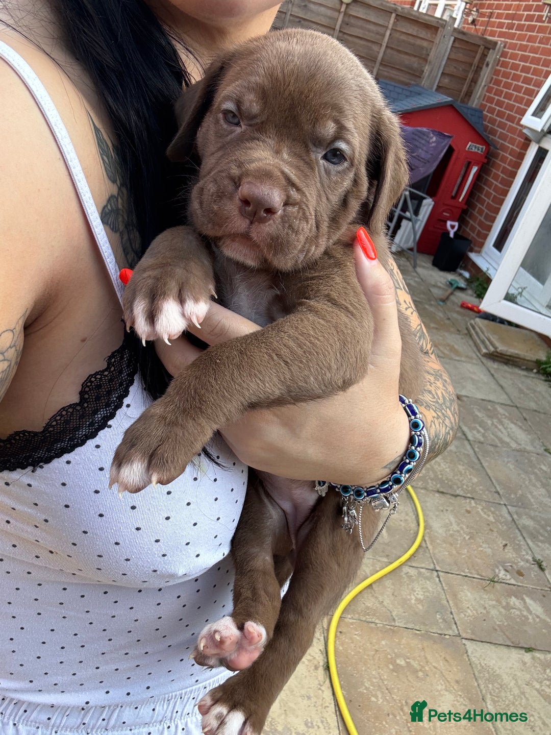 Mixed Breed dogs for sale: Beautiful American bulldog x cane corso puppies - Image 7
