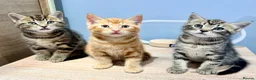 Mixed Breed cats for sale: Kittens - Advert 3