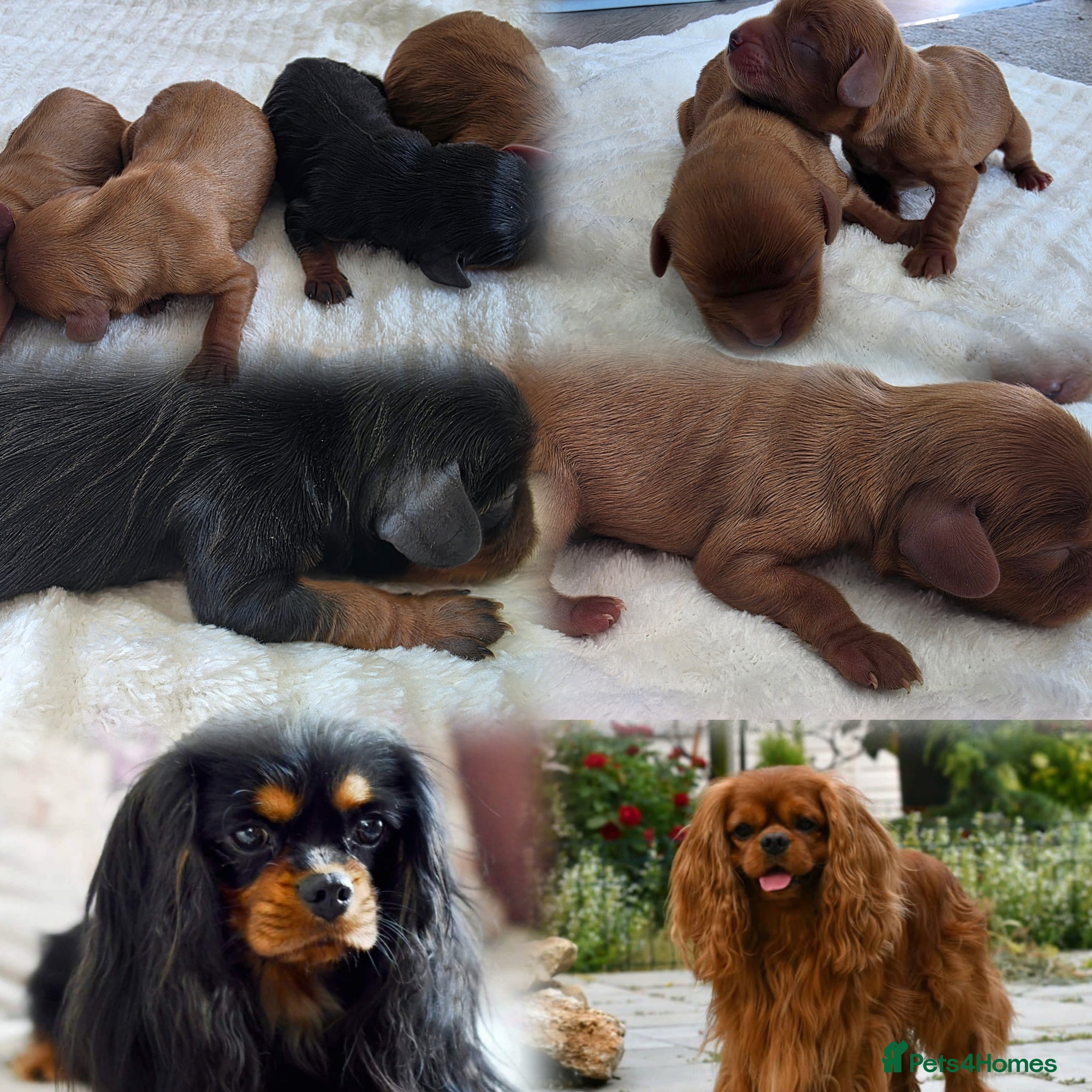 Cavalier King Charles Spaniel dogs Planned cavalier king charles spaniel litter  - Advert 4