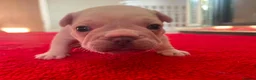 French Bulldog dogs for sale: Kc French bulldog puppy male - Advert 4