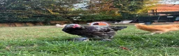 Chickens poultry for sale: Two 13 week old Brahma cockerels for sale - Advert 3