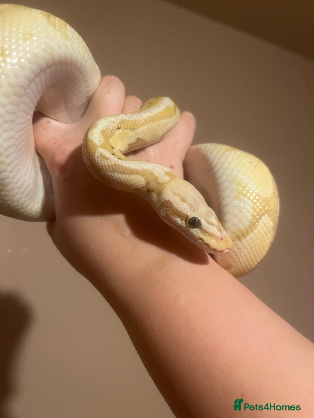 Python Snake reptiles for sale: Cyril the banana ball python - Image 3