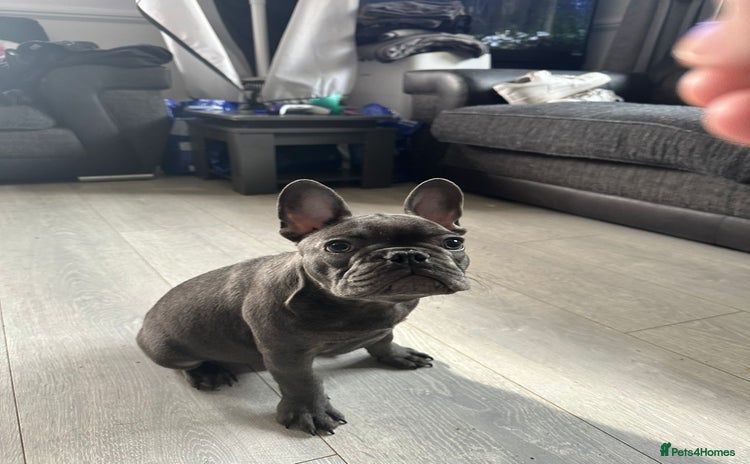 French Bulldog dogs - Advert 5