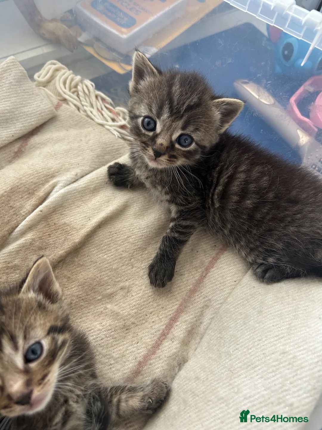 Ragdoll cats for sale: Half ragdoll half bengal kittens  - Advert 2