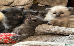 Oriental cats for sale: 5 STUNNING RAGAMESE/SIAMESE KITTENS - Image 1
