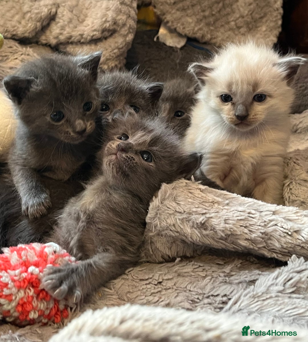 Oriental cats for sale: 5 STUNNING RAGAMESE/SIAMESE KITTENS - Image 1