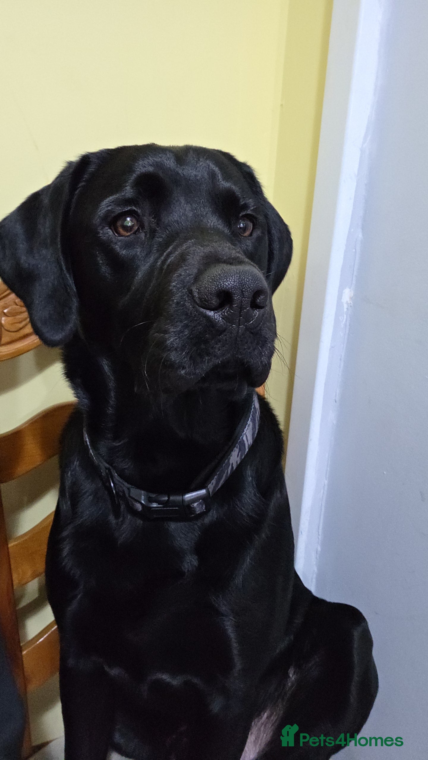 Labrador Retriever dogs Shadow - Advert 1