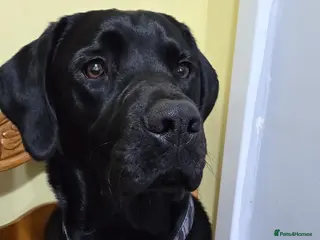 Labrador Retriever dogs Shadow - Advert 1