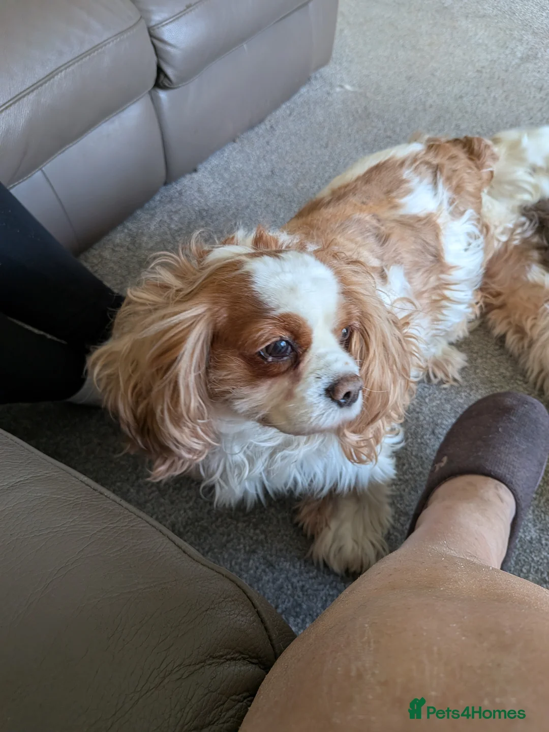 Cavalier King Charles Spaniel dogs for sale: Older loving girl looking for a new home  - Advert 1