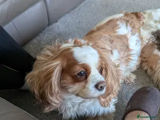 Cavalier King Charles Spaniel dogs Older loving girl looking for a new home - Advert 11