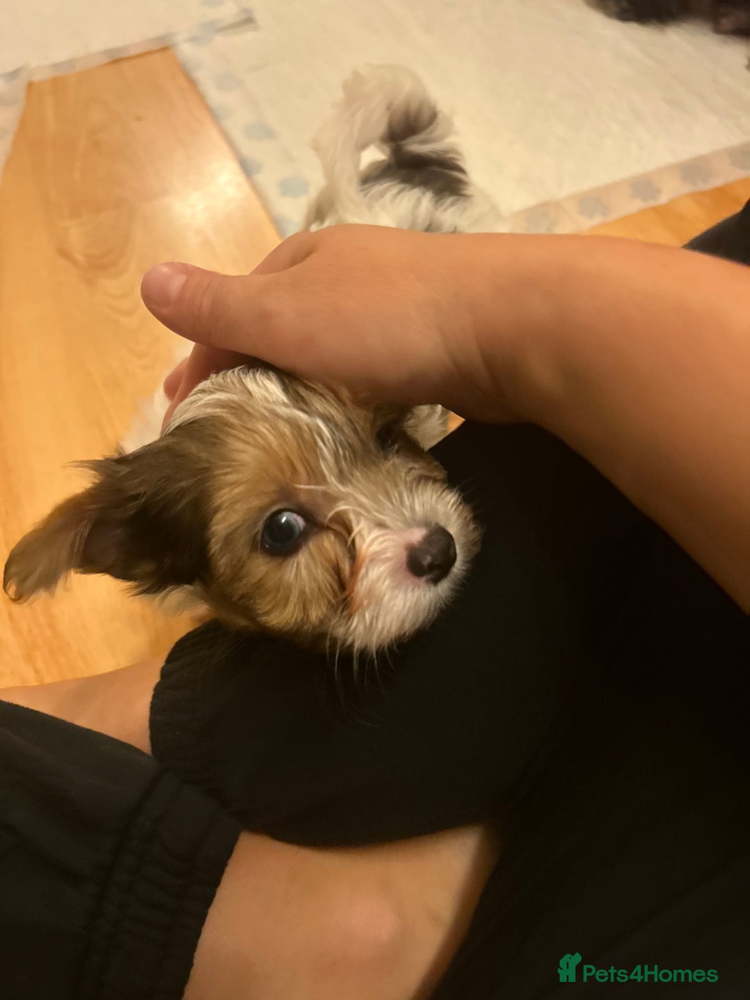 Yorkshire Terrier dogs for sale: Colourful Yorkshire terrier  - Image 6