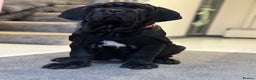 Mastiff dogs for sale: 2 Neapolitan mastiff puppies black girls  - Advert 20