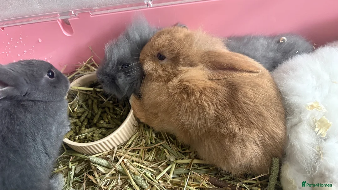 Mixed Breed rabbits for sale: Baby rabbits for sale - Advert 1