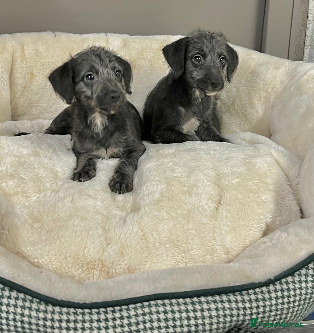 Bedlington Terrier dogs for sale: Fantastic F1 Bedlington x Whippet Puppies - Advert 5