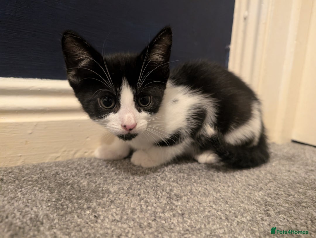 Mixed Breed cats for sale: 3 female kittens ready to leave - Image 6