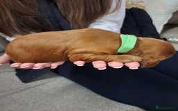 Cockapoo dogs for sale: Toy cockerpoo fox red puppy - Image 4