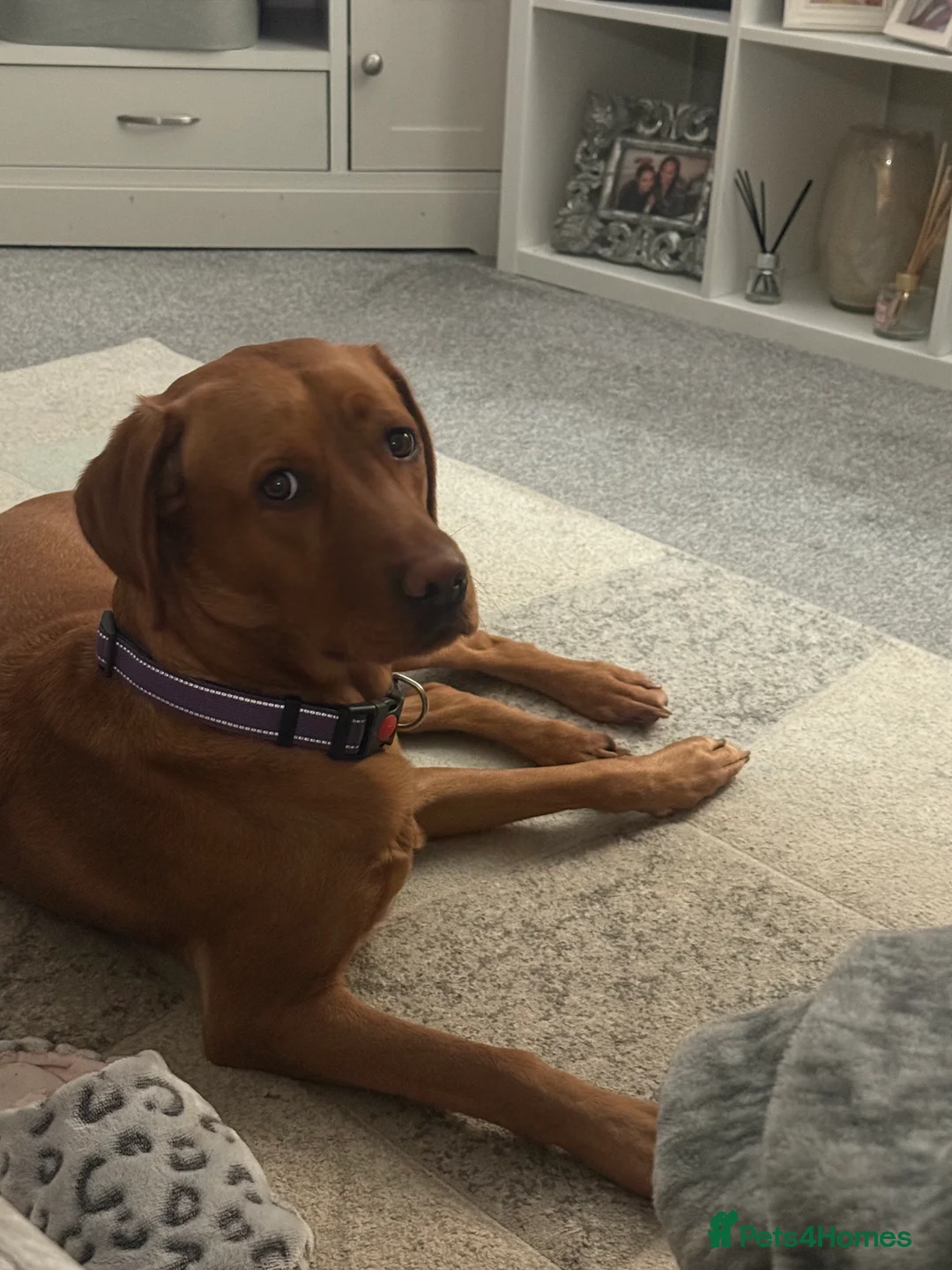 Labradoodle dogs for sale: ❤️ Red Fox F1 Miniature Labradoodle Puppies ❤️ - Advert 2