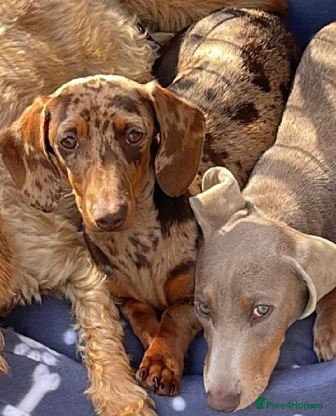 Miniature Dachshund dogs for sale: Miniature dachshunds  - Image 5