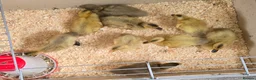 Ducks poultry for sale: 6X runner duck hatching eggs - Advert 3