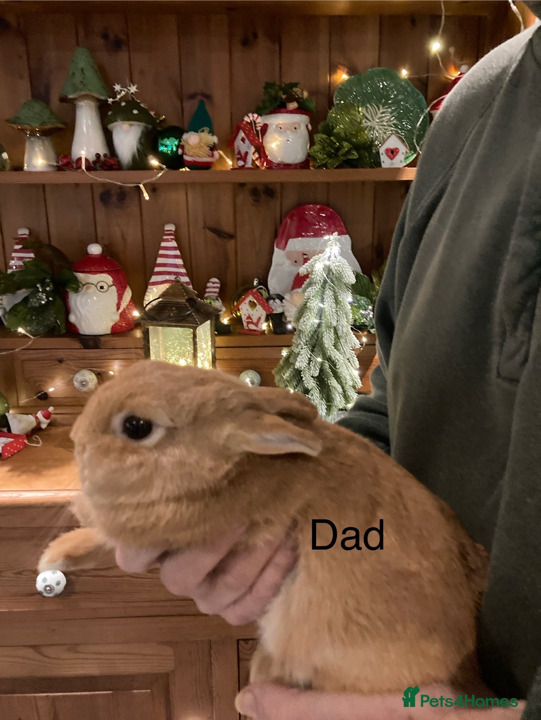 Netherland Dwarf rabbits for sale: Pure bred Netherland Dwarf Rabbits - Advert 18