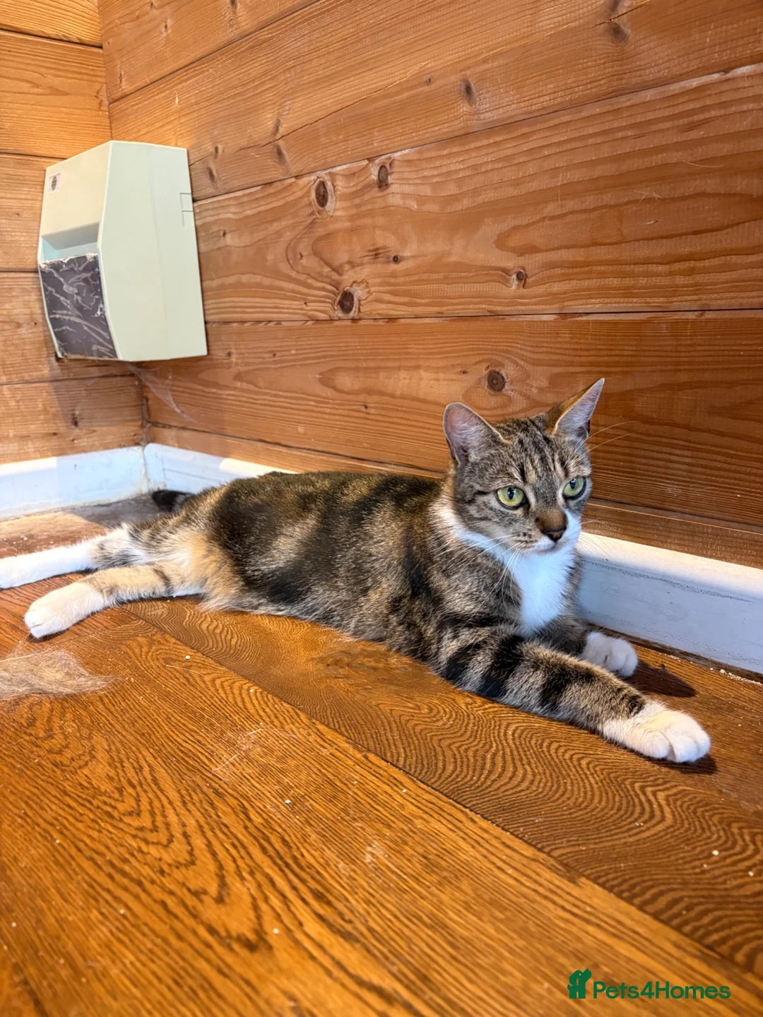 Mixed Breed cats for sale: Female cat available for sale  - Advert 2