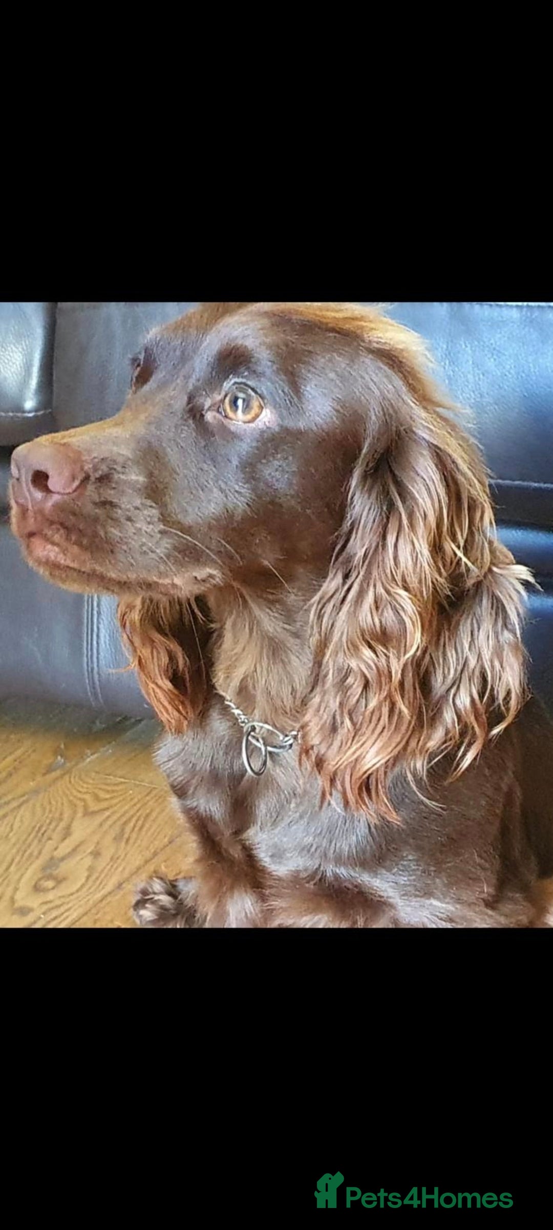 Cockapoo dogs for sale: KC CH LINE LIVER COCKER SPANIEL BITCHES - Advert 4