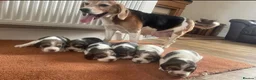 Beagle dogs for sale: Beautiful Beagle Puppies - Advert 18