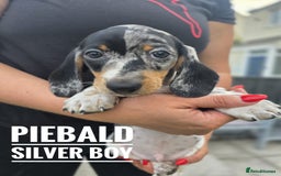 Dachshund dogs for sale: Beautiful piebald and dapple dachshund puppies  - Image 18