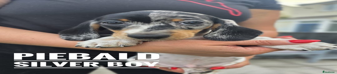 Silver piebald boy 